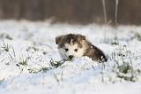 ALASKAN MALAMUTE 308